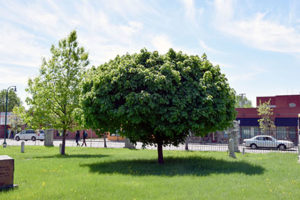 Tales from Pioneers and Soldiers  Memorial Cemetery