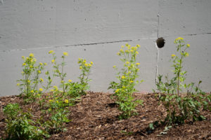 New Pollinator Plantings Beautify Neighborhood and Decrease Erosion on Abbott Northwestern Hospital Campus
