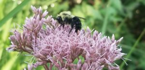 Protect Pollinators and Your Precious Time